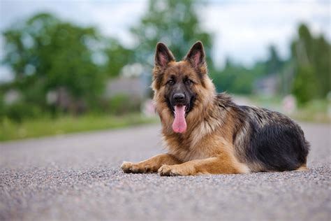 dox schäferhunde.
